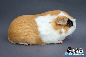 Johannisbeerpltzchen1 [300x200]