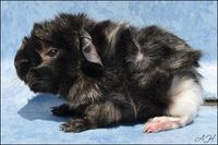 Kassiopeia [200x133]