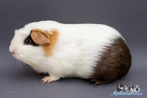 Klatschtante1 [300x200]