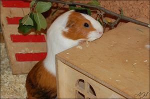 KleinerArsch2 [300x200]