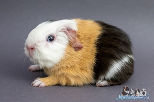 Klpschen (2) [300x200]