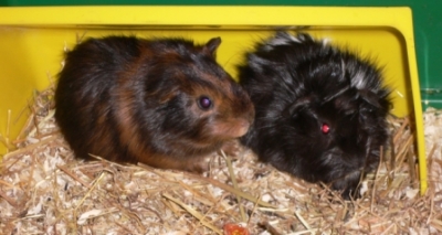 Kopie von Alf und Kurti [400x266]