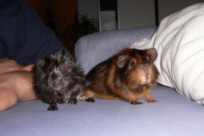 Kopie von Kuscheln auf dem Sofa [400x266]