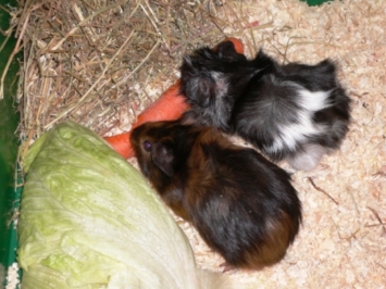 Kopie von Lecker Mhre [400x266]