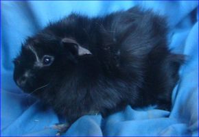 Loganlinks01 [300x200]