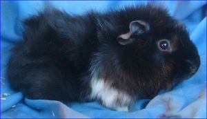 Loganrechts01 [300x200]