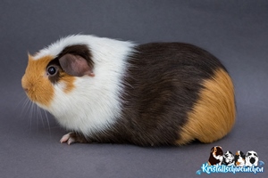 Lustmolch1 [300x200]