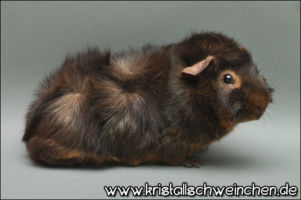 Magnifico1 [320x200]