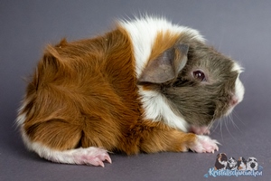 Midnight (1) [300x200]