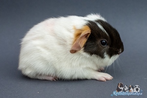 Milchschaum (1) [300x200]