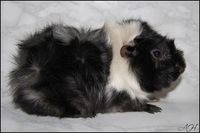 Mr. Irresistible1 [200x133]