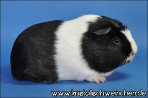 Mr. Universe1 [320x200]