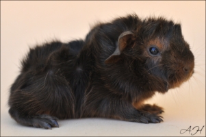 My Immortal (2) [320x200]