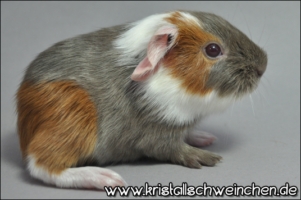 New Ambition [320x200]