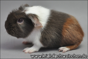 Nightshade (2) [320x200]