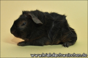 Nobody's Perfect [320x200]