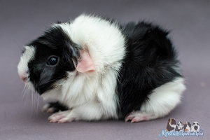 Not the plan (2) [300x200]