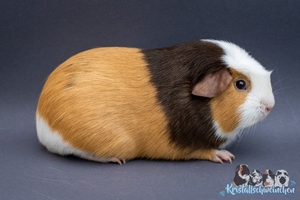 Nougatstange1 [300x200]