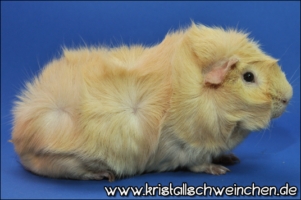 Obsession4 [320x200]