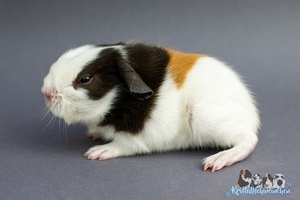 Obstpltzchen (2) [300x200]