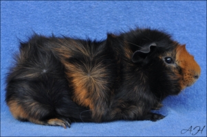 Paparazzo1 [320x200]