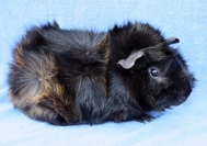 Paso Doble [200x133]