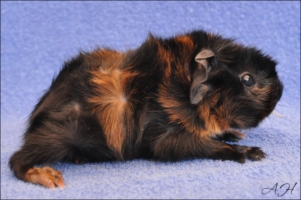 Pikantje (2) [320x200]