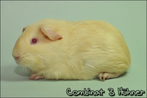 Pink eyed Banana1 [320x200]