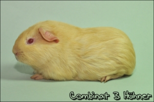 Pink eyed Grapefruit1 [320x200]