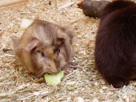 Pixi_Kohlrabi [300x200]