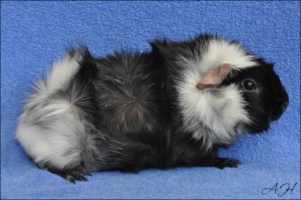 Pretty Polly1 [320x200]