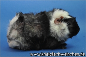 Pretty Polly2 [320x200]