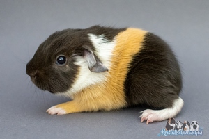 Quppchen (2) [300x200]