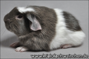 Querulant (2) [320x200]