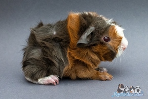 Quite Good (1) [300x200]