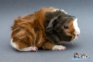 Quite Nice (1) [300x200]