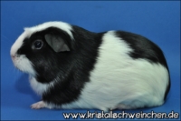 Quo Vadis2 [200x133]