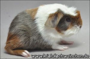 Rendezvous [320x200]