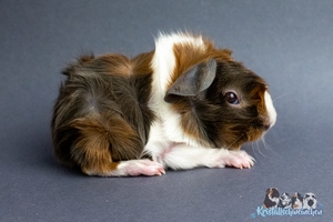 Rightly (1) [300x200]