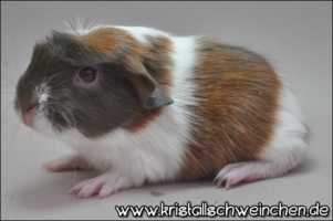 Rossana (2) [320x200]