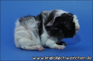 Royal Flush (2) [320x200]