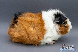 Runkelrbe1 [300x200]