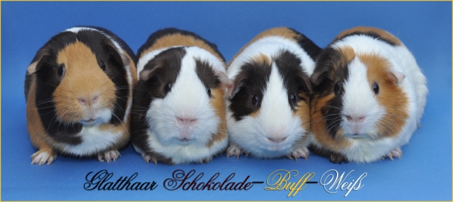 SchokoBuffWeissGH__640x480_