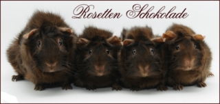 Schokorosetten [320x200]