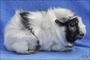 Seventh Heaven1 [320x200]