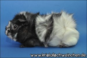 Simply the Best1 [320x200]