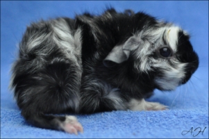 Sternschnuppe (2) [320x200]