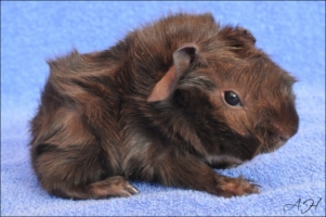 Ti Amo (2) [320x200]