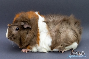 Tropicana1 [300x200]