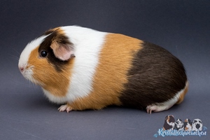 Uferschnepfe1 [300x200]